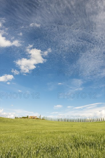 Country estate Poggio Covili with road lined with cypress trees