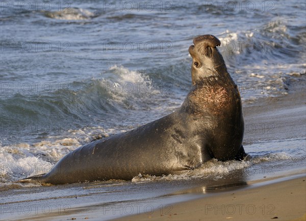 Northern Elephant Sealenbulle