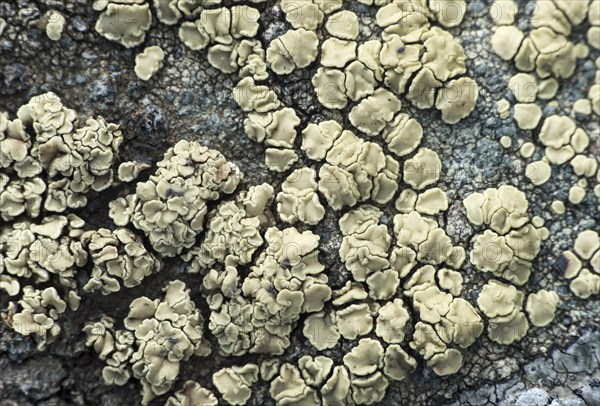 Crustose lichen