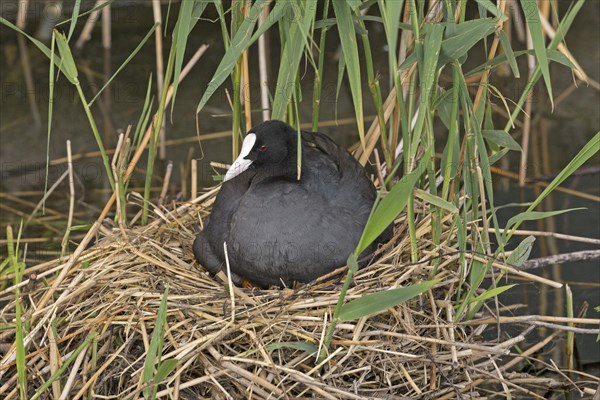 Coot