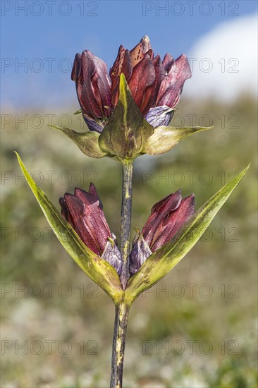 Purple Gentian
