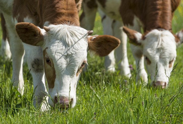 Two young calves