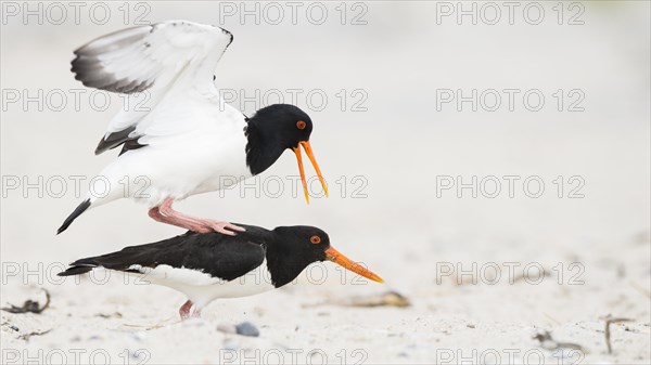 Eurasian Oystercatcher