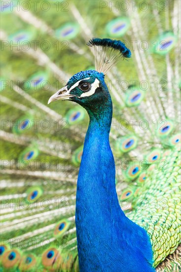 Blue Peafowl