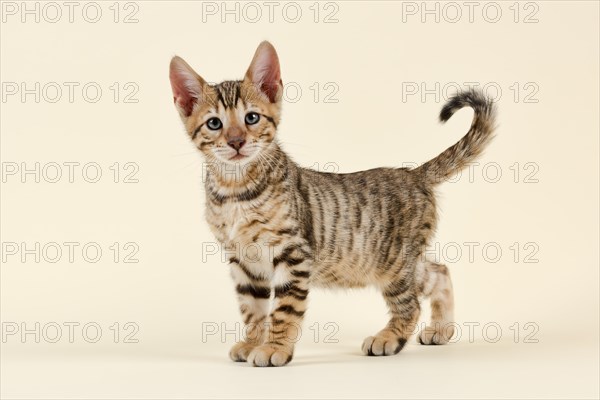 Breed cat Toyger