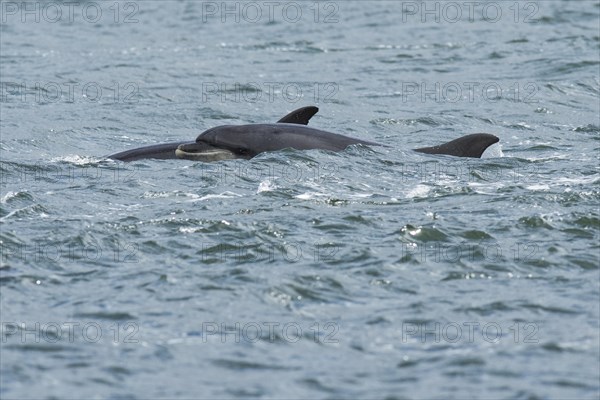 Bottlenose dolphins