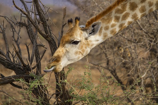 Angolan Giraffe