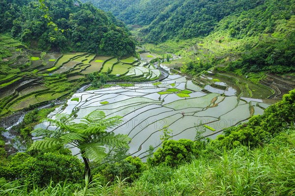 Rice terraces of Banaue