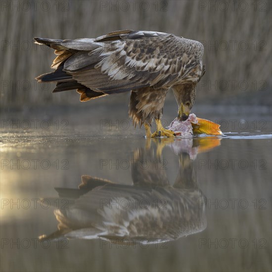 White-tailed eagle
