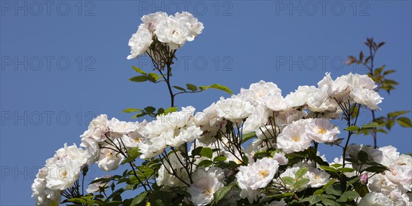 White Climbing Roses