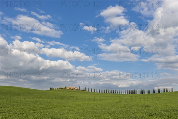 Country estate Poggio Covili with road lined with cypress trees