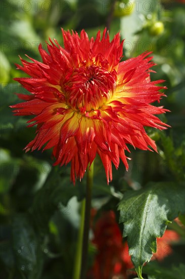 Red deer antlers dahlia