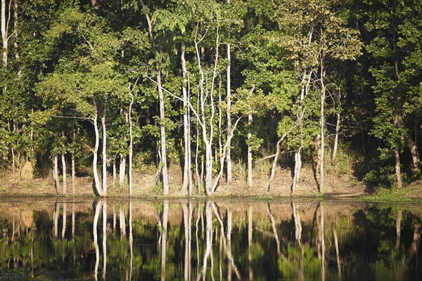 Trees reflected in Twenty Thousand Lake
