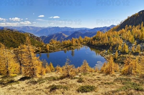 Larches