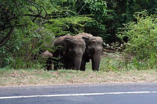 Asian or Asiatic elephants