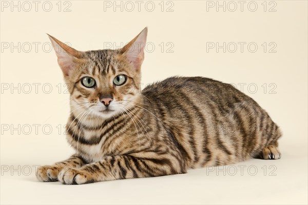 Breedcat Toyger