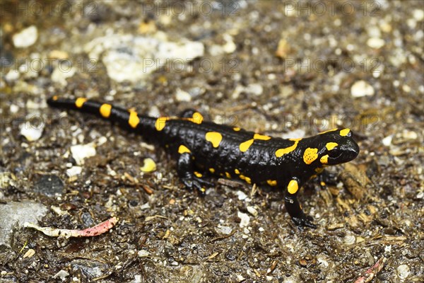 Fire salamander