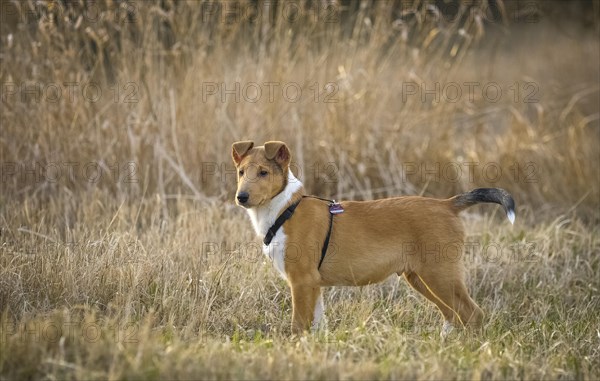 Shorthair Collie