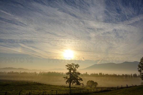 Oak in the morning light with fog