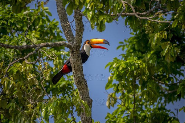 Toco toucan