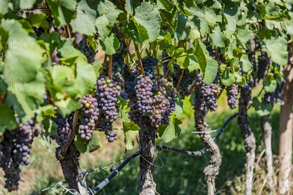 Blue grapes