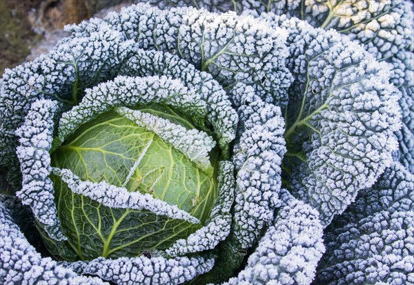 Savoy cabbage with hoarfrost
