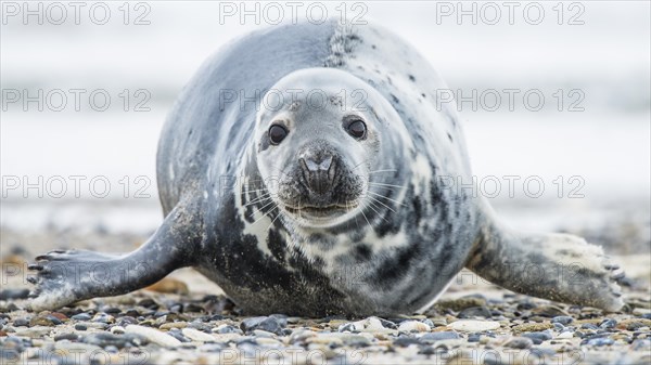 Grey seal