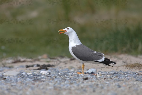 Lesser black-backed gull