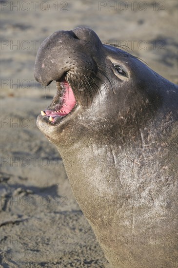 Northern Elephant Seal