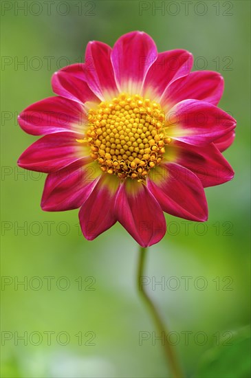 Garden dahlia