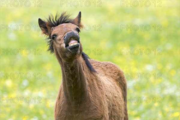Haflinger foal