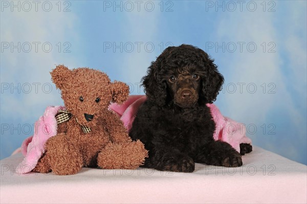 Miniature poodle
