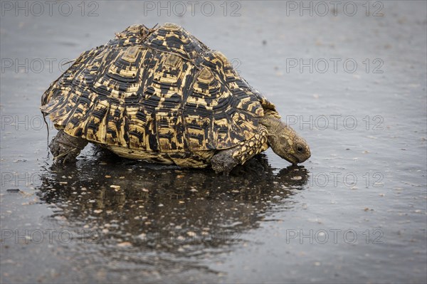 Leopard tortoise