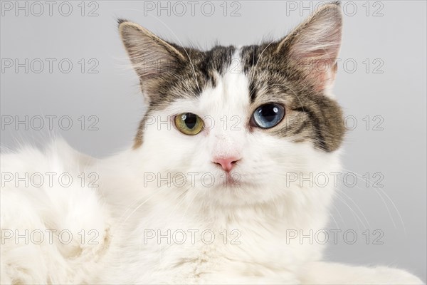 Pedigree cat Cymric