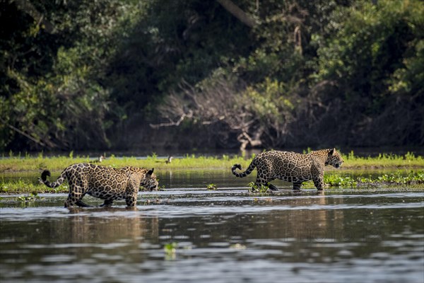 Jaguars
