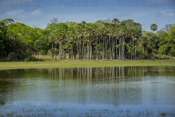 River landscape with palm trees at the Rio Negro