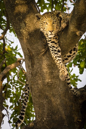 Leopard