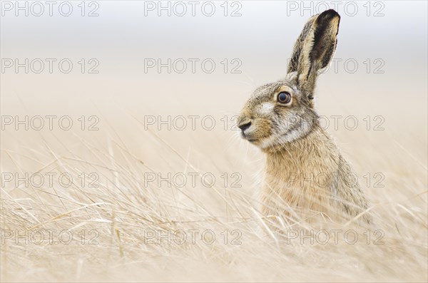 European hare