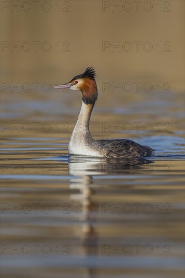 Great crested grebe