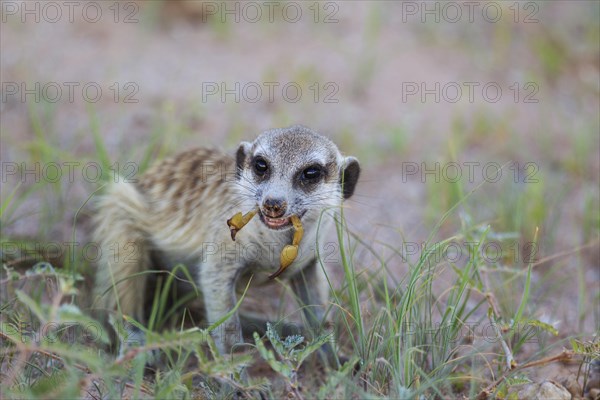 Suricate or meerkat