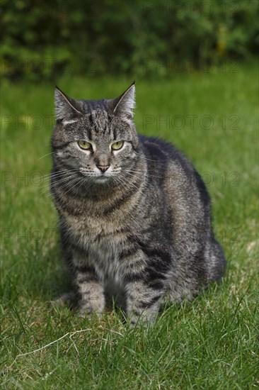 Lykoi