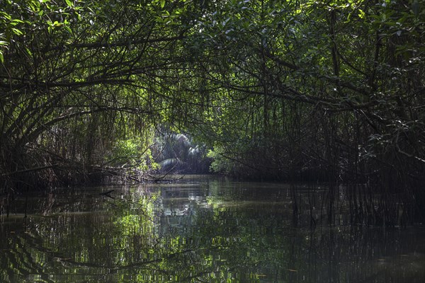 Mangrove forest