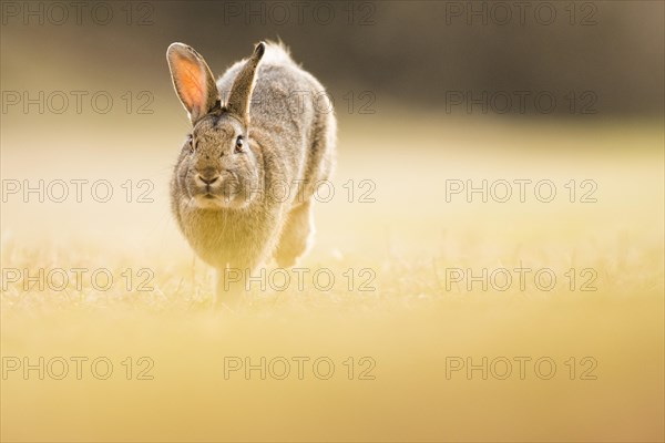 Wild rabbits