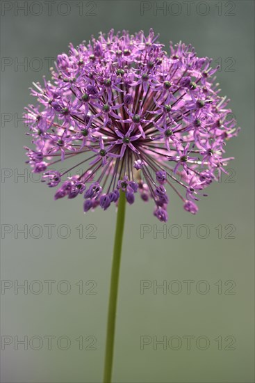 Ornamental leek