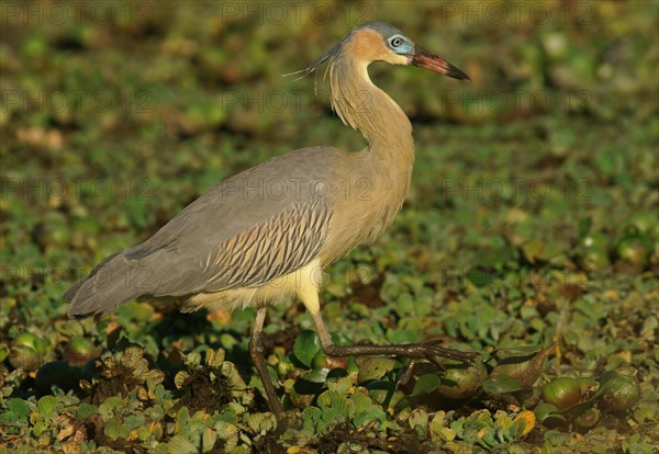 Whistling Heron