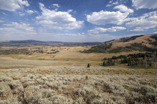 View from Grand Loop Road between Tower Roosevelt and Canyon Village on wide landscape
