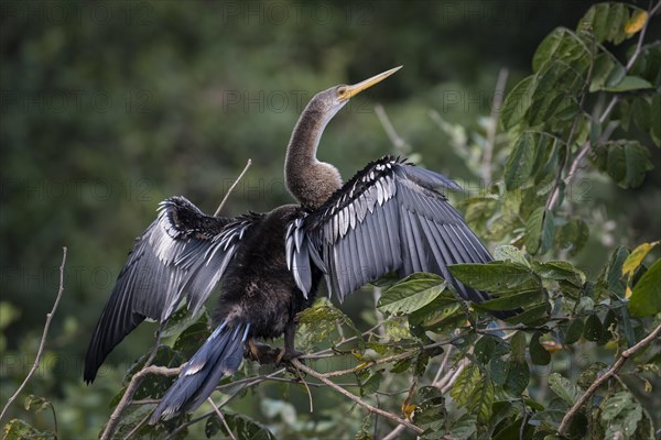 Anhinga or Water Turkey