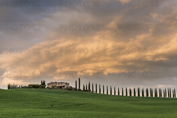 Country estate Poggio Covili with road lined with cypress trees