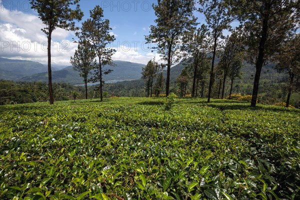 Tea plants