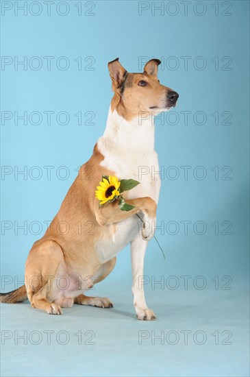 Smooth collie